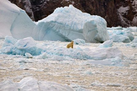 A polar bear drifts on a melted glacier.