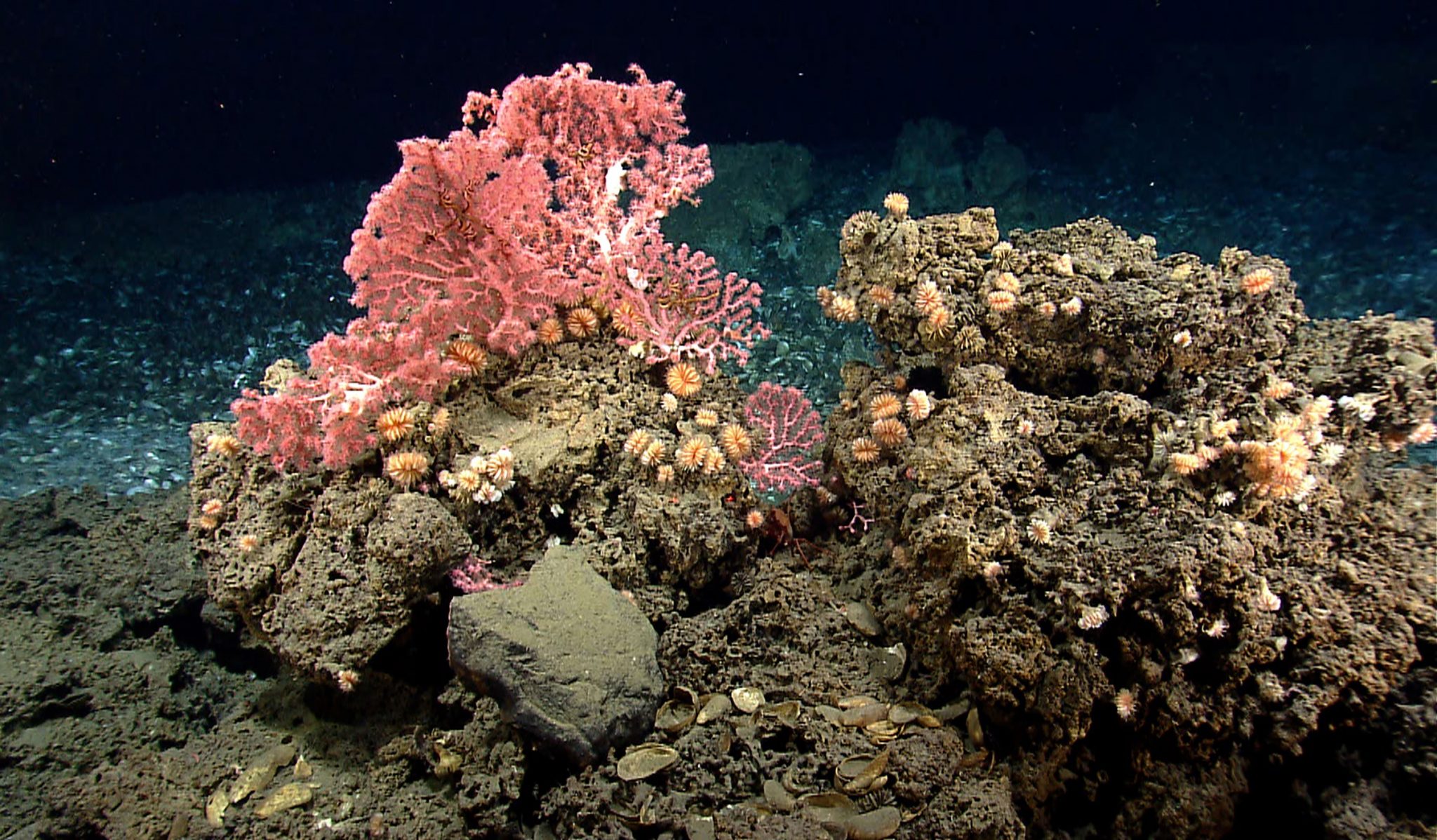 Древние коралловые рифы. Глубоководные коралловые рифы. Глубоководные коралловые рифы 3000м. Атлантический океан коралловый риф. Подводный мир кораллы.